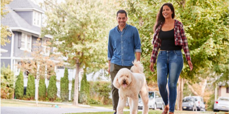 A man and a woman walk a large, fluffy white dog along a suburban street lined with trees and houses on a sunny day.